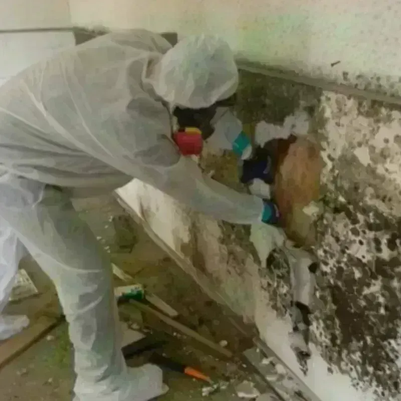 Mold Remediation and Removal in Hill Air Force Base, UT